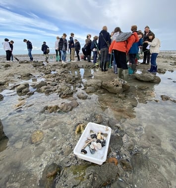 Levez les yeux ! Pêche à pied naturaliste