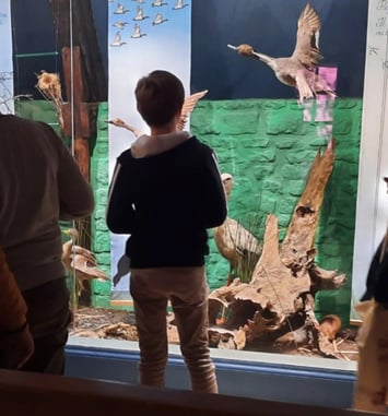 Levez les yeux ! Dans la collection d'histoire naturelle, il y a...