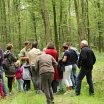 Levez les yeux ! À la découverte du milieu forestier