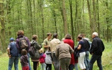 Levez les yeux ! À la découverte du milieu forestier