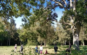 Levez les yeux ! De l'arbre à la brique