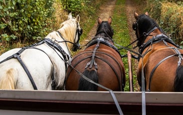 Circuit : balade patrimoniale en attelage