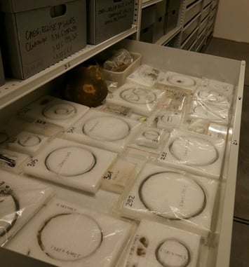 Visite guidée des réserves du musée