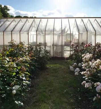 Visite guidée de la ferme florale