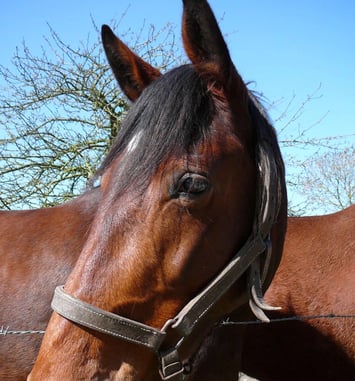 Exposition temporaire "Terre de champions, les célèbres chevaux d'Isigny-sur-Mer"