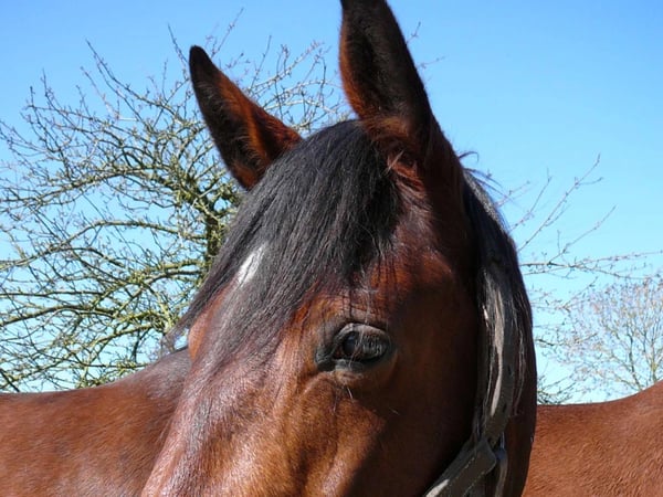 Exposition temporaire "Terre de champions, les célèbres chevaux d'Isigny-sur-Mer"