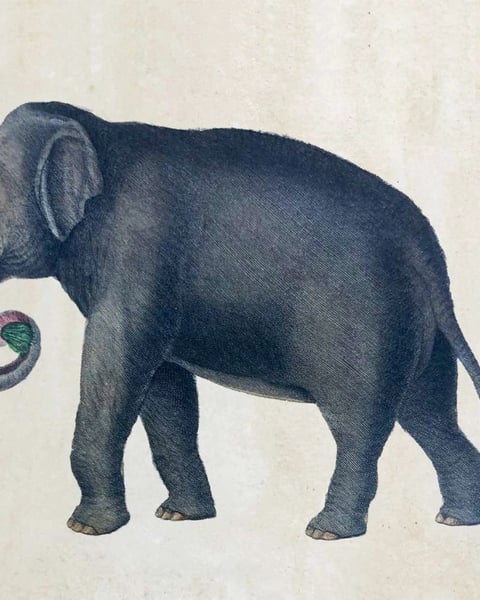 Gravures naturalistes issues des ouvrages du fonds patrimonial