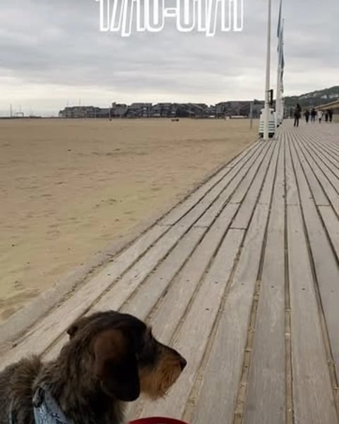 Exposition à La Marbrerie - Chiens !